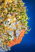 Overhang colonized by the bluish encrusting sponge (Phorbas tenacior) and the orange-red encrusting sponge (Crambe crambe, the yellow encrusting anemone (Parazoanthus axinellae) and the seaweed Halimedes (Halimeda tuna), Bastia, Haute-Corse.
