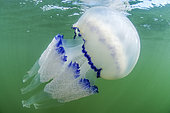 Large jellyfish (Rhizostoma pulmo) under the surface in the port of Leucate, Aude, Occitanie, France