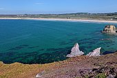 Goulien beach located along the Gr 34 bordered by heather and ferns, Crozon Peninsula, Brittany, France