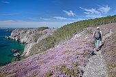 Hike on the GR 34 in the middle of the heather in bloom of the Crozon peninsula, Brittany, France