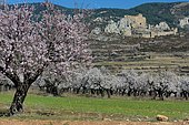 Almond blossoms in front of the castle of Loarre, Aragon, Spain
