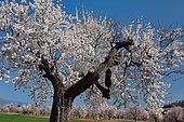 Almond blossoms, Riglos, Aragon, Spain