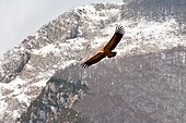 Griffon Vulture (Gyps fulvus) flying over its nesting area, Pyrenees Atlantiques, France