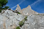 Aspérule hérissée (Asperula hirta), sur rochers calcaires, Endémique des Pyrénées, au loin, les Aiguilles d'Ansabère, Pyrénées, France
