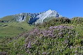 Heather in bloom at the Soulor pass, in the distance the limestone massif of Gabizos 2639m, Pyrenees, France