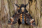 Death's-head Hawk-moth (Acherontia atropos) on wood, France