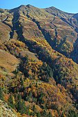 Narbèze beech-fir grove, Brown bear biotope, Pyrenees, France