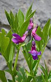 Vivant 's Gesse (Lathyrus vivantii), rare species from rocky places, endemic to the western Pyrenees, Pyrenees, France