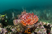 Bigscale Scorpionfish (Scorpaena scrofa), on a coralligenous background, in the Marine Nature Reserve of Cerbère-Banyuls, Pyrénées-Orientales, Occitanie, France