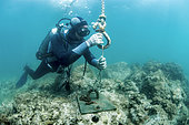 Diver installing a mooring line on an ecological anchor, in the Marine Protected Area of the Agathoise Coast, Hérault, Occitanie, France). Anchorage and Light Equipment Zone (ZMEL)