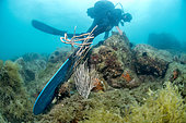Palm of a scuba diver destroying a white gorgonian (Eunicella singularis), Marine Protected Area of the Agathoise Coast, Hérault, Occitanie, France