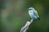 European Roller (Coracias garrulus) isolated in natural background in Kruger National park, South Africa