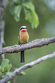 White fronted Bee eater (Merops bullockoides) standing on a branch in Kruger National park, South Africa