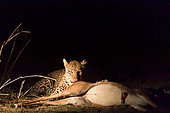 Leopard (Panthera pardus) female with prey (an impala), South Luangwa NP, Zambia