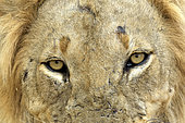 Regard de Lion (Panthera leo), South Luangwa NP, Zambie