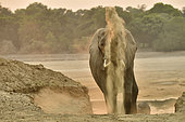African savannah elephant (Loxodonta africana africana) sprinkling sand after crossing the Luangwa River at dawn, South Luangwa NP, Zambia