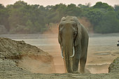 African savannah elephant (Loxodonta africana africana) sprinkling sand after crossing the Luangwa River at dawn, South Luangwa NP, Zambia