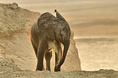 African savannah elephant (Loxodonta africana africana) young sprinkling sand after crossing the Luangwa River at dawn, South Luangwa NP, Zambia