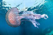 Mauve stinger jellyfish (Pelagia noctiluca) under the surface, Port-Cros National Park, Var, Provence-Alpes-Côte d'Azur, France