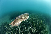 Common cuttlefish (Sepia officinalis) swimming above a posidonia seabed, Marine Protected Area on the Agathoise coast, Hérault, Occitanie, France
