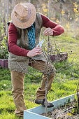 Man pruning a currant in winter.