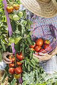 Man picking tomatoes in a vegetable patch in summer.