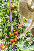 Man picking tomatoes in a vegetable patch in summer.