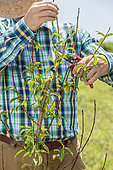 Nectarine peach tree (Prunus persica nectarina) energizing pruning: man shortening the branches of a lacking vigor, to stimulate it.
