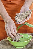 Woman posing an orchid of the genus Laelia on a cork board, as an epiphyte. Assembly of a Laelia on a cork plate. Step 1: soaking the sphagnum