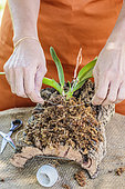 Woman posing an orchid of the genus Laelia on a cork board, as an epiphyte. Assembly of a Laelia on a cork plate. Step 6: installation of maintenance links.