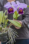 Handling of a Laeliocattleya 'Dinard Blue Heaven', orchid with large fragrant flowers.