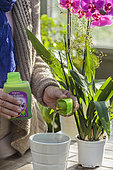 Woman bringing fertilizer to a potted orchid.
