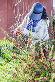 Woman pruning a Juniper-leaf Grevillea (Grevillea juniperina) in late winter