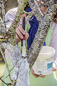 Woman applying an arboreal whitewash on the trunk of a peach tree in late winter.