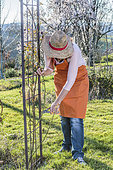 Woman pruning a climbing rose in late winter.