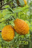 Lemon fruit 'Rosso', a large hybrid lemon with lemon and citron (limonicedrat).