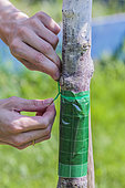 Laying a sticky band on a trunk: ants raising aphids in the branches stick to it.