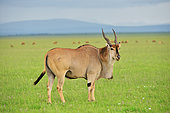 Male eland with marks of attack from a lion. Masai Mara national park. Kenya.
