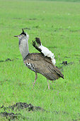 Kori bustard (Ardeotis kori) male during the mating season, Masai Mara national park, Kenya.