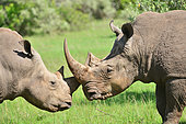 Rhinocéros blancs (Ceratotherium simum) réintroduits dans une réserve près du parc, Parc national du Masaï Mara, Kenya