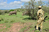 Ranger arme protégant 24h/24 deux Rhinocéros blancs (Ceratotherium simum) réintroduits dans une réserve près du parc, Parc national du Masaï Mara, Kenya