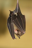 Sundevall's Leaf-nosed Bat (Hipposideros caffer) hanging
