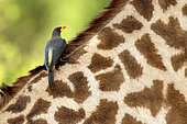 Yellow-billed Oxpecker (Buphagus africanus) on a Giraffe in South Luangwa NP, Zambia