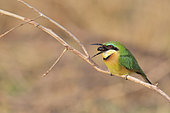 Little Bee-eater (Merops pusillus) regurgitating its skein in South Luangwa NP, Zambia