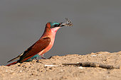 Southern Carmine Bee-eater (Merops nubicoides) with its prey (a cicada?) South Luangwa NP, Zambia