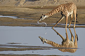 Thornicroft's giraffe (Giraffa camelopardalis thornicrofti) drinking in the Luangwa River, South Luangwa NP, Zambia