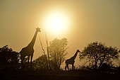 Thornicroft's giraffes (Giraffa camelopardalis thornicrofti) at dawn in South Luangwa NP, Zambia
