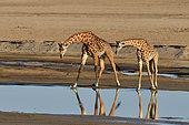 Thornicroft's giraffes (Giraffa camelopardalis thornicrofti) in the bed of the Luangwa River, South Luangwa NP, Zambia