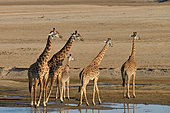 Thornicroft's giraffes (Giraffa camelopardalis thornicrofti) in the bed of the Luangwa River, South Luangwa NP, Zambia
