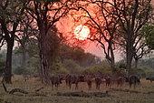 Troupeau de Buffles d'Afrique (Syncerus caffer) le soir dans le South Luangwa NP, Zambie